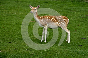 Female Fallow Deer photo