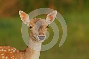 Female fallow deer (Dama dama)