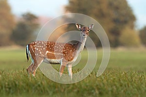 Female fallow deer, dama dama, in autumn colors.