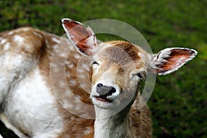 Female fallow deer dama dama on the meadow photo