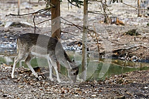 Female of fallow deer Dama dama