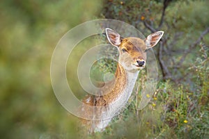 Female fallow deer doe or hind, Dama Dama