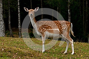 A female fallow deer, in a forest in Sweden