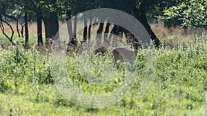 A female fallow deer in Jaegersborg Dyrehave