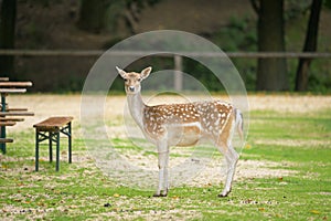 A female fallow deer in a park in autumn
