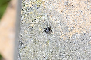 A female false widow spider