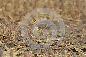 Female of Fan Throated Lizard or Sitana in the Breeding display seen at Satara,Maharashtra,India