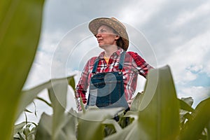 Female farm worker agronomist examining green corn crops