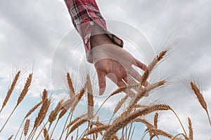 Female farm worker agronomist examining ripe barley crops