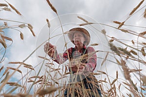Female farm worker agronomist examining ripe barley crops