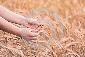 Female farm worker agronomist examining ripe barley crops