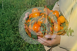 Female farm worker harvesting yellow  tomatoes in garden. Conception of sustainable living