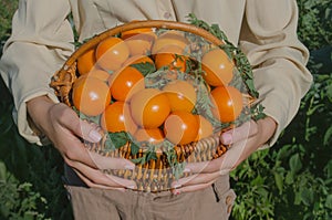 Female farm worker harvesting yellow  tomatoes in garden. Conception of sustainable living