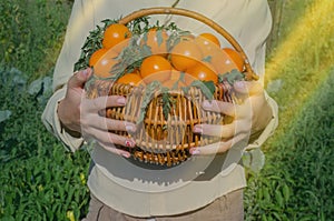 Female farm worker harvesting yellow  tomatoes in garden. Conception of sustainable living