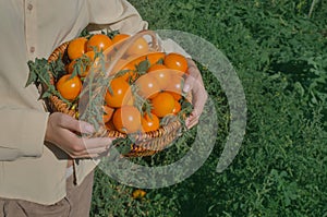 Female farm worker harvesting yellow  tomatoes in garden. Conception of sustainable living