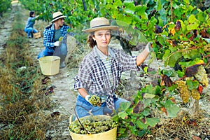 Female farm worker picking to bucket ripe grapes in vineyard