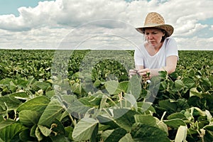 Female farmer agronomist examining soybean crops in cultivated field