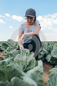 Female farmer agronomist examining white cabbage crop plant development in vegetable garden