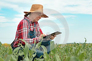 Female farmer agronomist using digital tablet computer in young green corn field