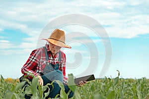 Female farmer agronomist using digital tablet computer in young green corn field
