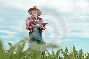 Female farmer agronomist using digital tablet computer in young green corn field