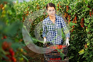 Female farmer arranging boxes with cherry tomatoes in greenhouse
