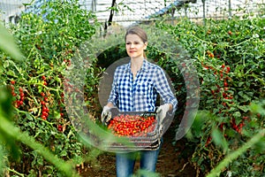 Female farmer arranging boxes with cherry tomatoes in greenhouse
