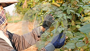 Female farmer choosing to keep winged bean