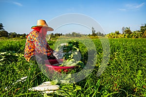 Female farmer cleaning radish in field