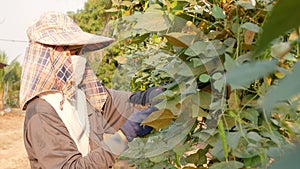 Female farmer collecting winged bean