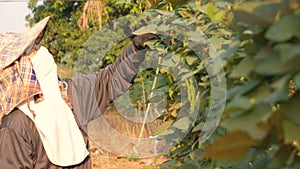 Female farmer collecting winged bean