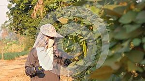 Female farmer collecting winged bean and walking in farm