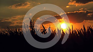 Female Farmer in Cultivated Agricultural Wheat Field in Sunset