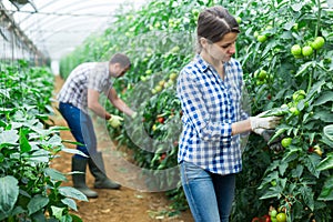 Female farmer engaged in cultivation of tomatoes in greenhouse
