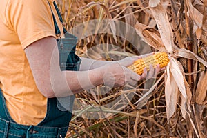 Female farmer examining ear of corn crop