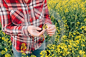 Female farmer examining rapeseed crops for tropinota hirta beetle pests