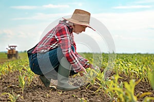 Female farmer examining young green corn crops in field