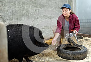 Female farmer feeding black iberian pig in paddock at livestock farm