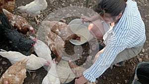 Female farmer feeding chickens from bio organic food in the farm chicken coop. Floor cage free chickens is trend of modern poultry