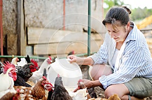 Female farmer feeding chickens from bio organic food in the farm chicken coop. Floor cage free chickens is trend of modern poultry