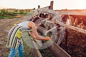 Female farmer feeding horses with grass on farm yard at sunset. Cattle eating and walking outdoors