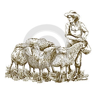 Female farmer feeds the sheep. sketch on a white background. animal husbandry