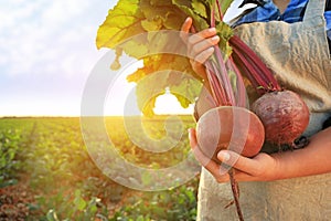 Female farmer with gathered beetroots in field