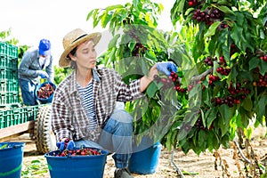 Female farmer gathering crop of sweet cherries in orchard