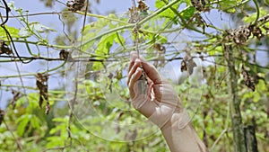 Female farmer hand holding dried up plant close-up shot. Woman agronomist touches wizened leaves observing harvest loss