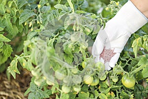 Female farmer hand in a rubber glove giving chemical fertilizer to young tomatoes. Organic gardening