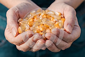 Female farmer handful of harvested corn grains, close up
