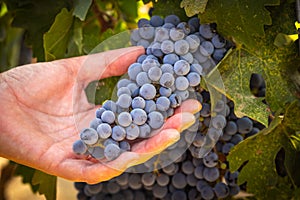 Female Farmer Hands Holding Bunch of Ripe Wine Grapes In The Vineyard