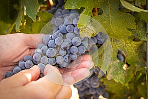 Female Farmer Hands Holding Bunch of Ripe Wine Grapes In The Vineyard