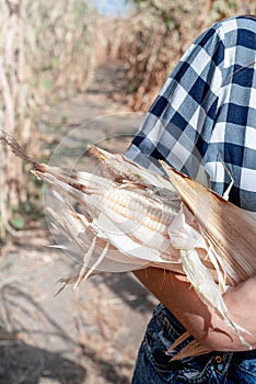 female farmer hands holding corn cubs against corn field